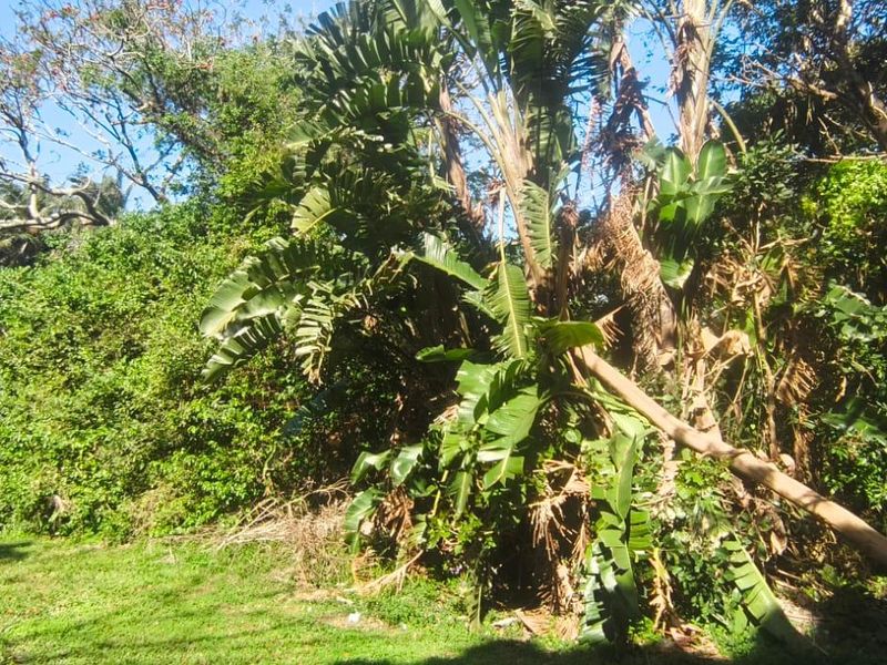 A view of a residential plot featuring dense, mature vegetation and established trees, providing a natural setting for potential development.