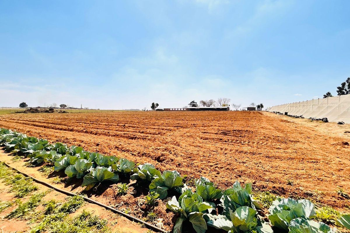 Expansive agricultural farmland featuring tilled soil, rows of cabbage crops, and integrated irrigation systems under a clear sky.