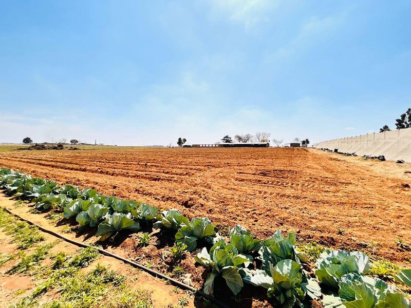 Expansive agricultural farmland featuring tilled soil, rows of cabbage crops, and integrated irrigation systems under a clear sky.