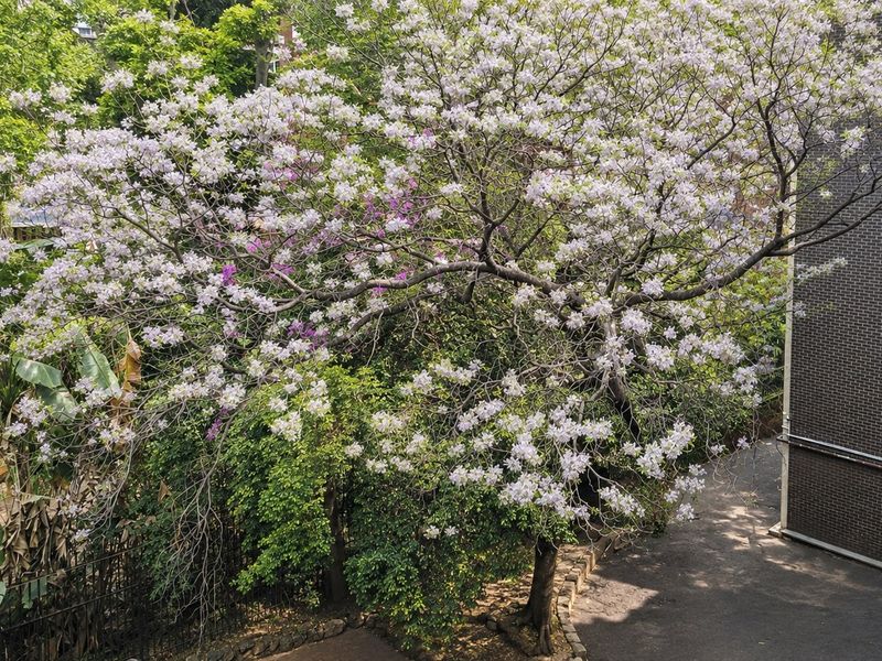 A scenic elevated view overlooking a lush garden with a large flowering tree and the side brick facade of the apartment building.