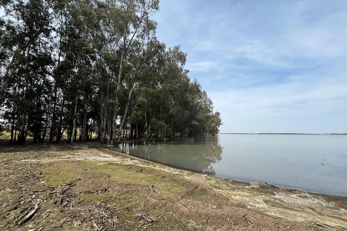 A scenic view of the farm property featuring natural lake frontage bordered by a line of mature eucalyptus trees.