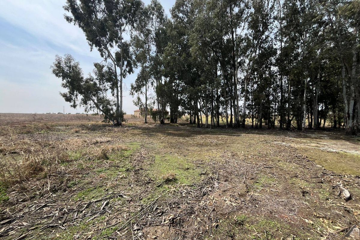An expansive, undeveloped plot of land on the farm featuring mature trees and natural ground cover, offering significant potential for landscaping or agricultural use.