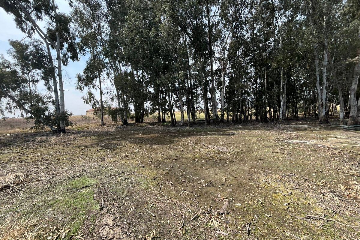 A natural outdoor area on the farm featuring a cluster of mature eucalyptus trees and open ground.