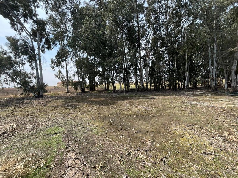 A natural outdoor area on the farm featuring a cluster of mature eucalyptus trees and open ground.