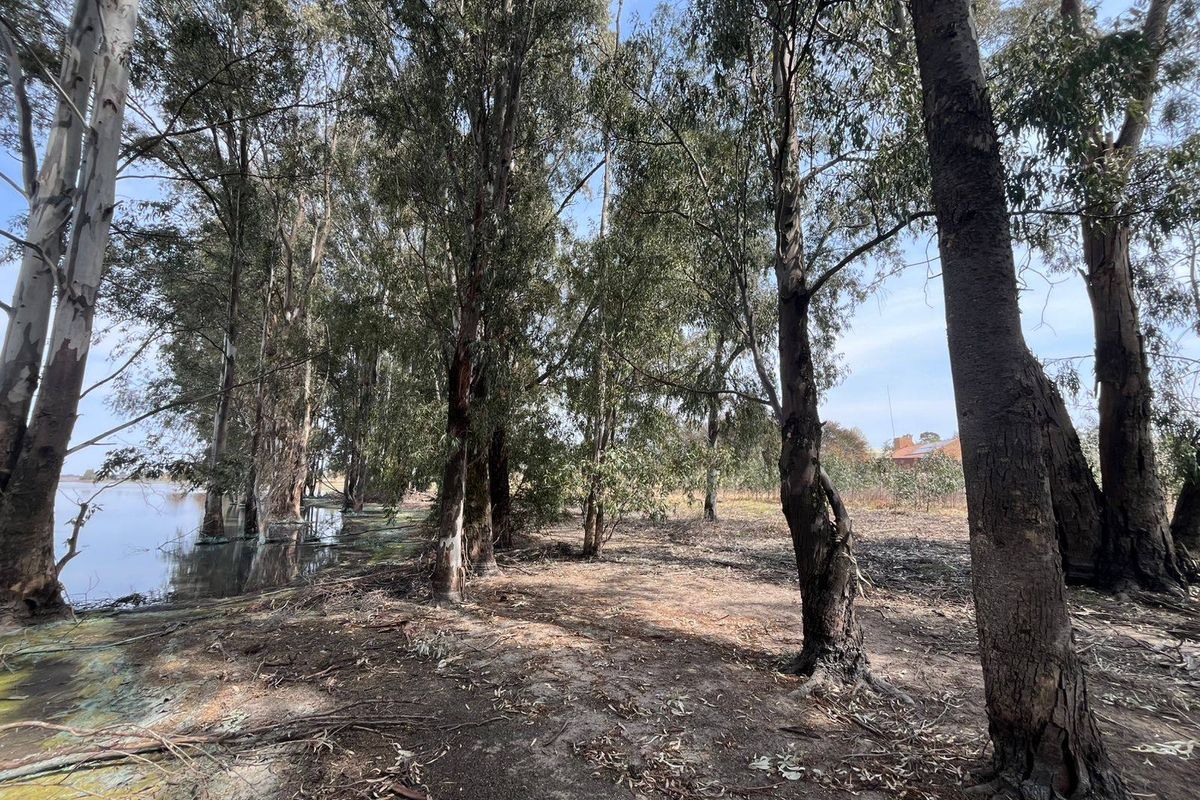 A natural, wooded vacant land plot featuring mature trees and direct waterfront access, offering a serene and scenic setting.
