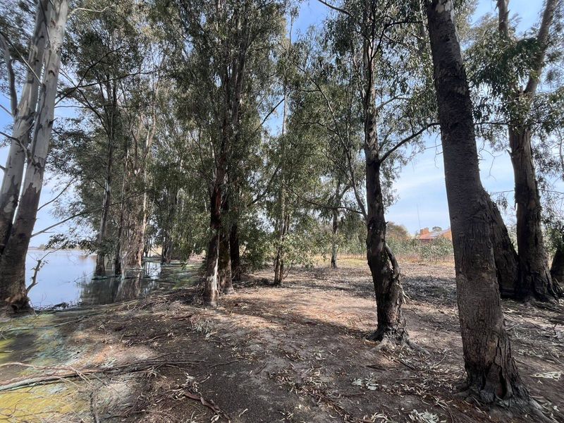 A natural, wooded vacant land plot featuring mature trees and direct waterfront access, offering a serene and scenic setting.