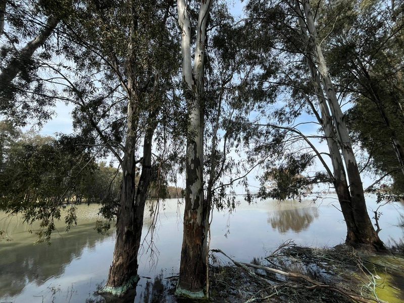 A scenic view of a tranquil lake framed by mature eucalyptus trees, highlighting the natural waterfront setting of the vacant land.