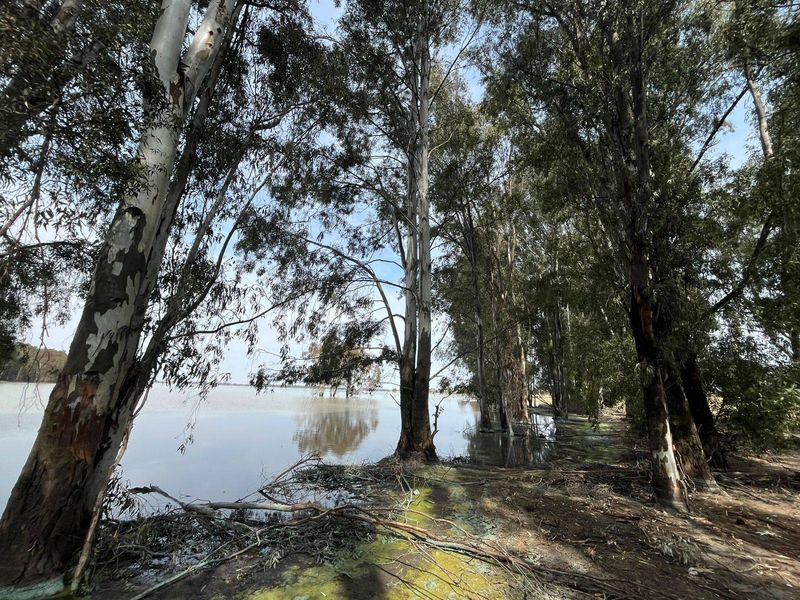 A scenic view of a waterfront area lined with mature eucalyptus trees, showcasing the natural landscape of the vacant residential land.
