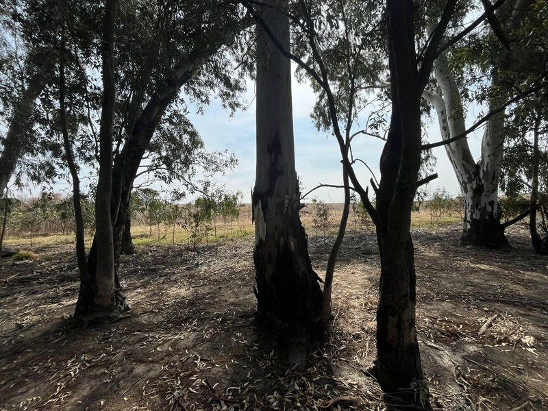 A view of a vacant residential plot featuring mature eucalyptus trees and natural ground cover.