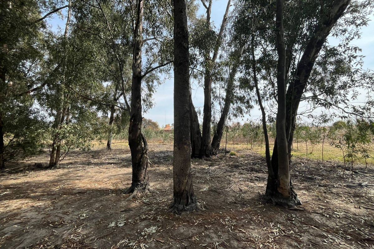 A view of a vacant residential plot featuring mature eucalyptus trees and natural ground cover.
