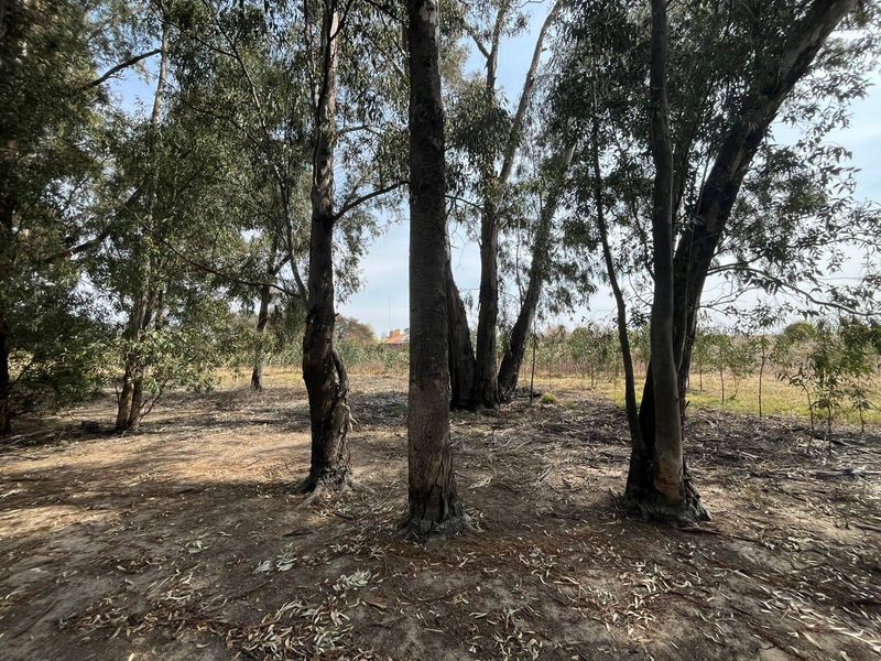 A view of a vacant residential plot featuring mature eucalyptus trees and natural ground cover.