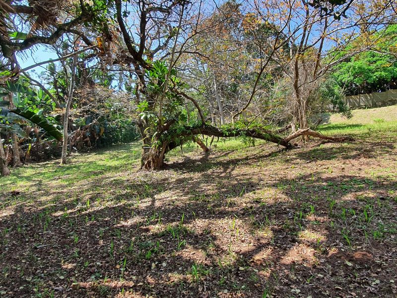A view of the sloped, naturally landscaped residential land featuring mature trees and established vegetation.