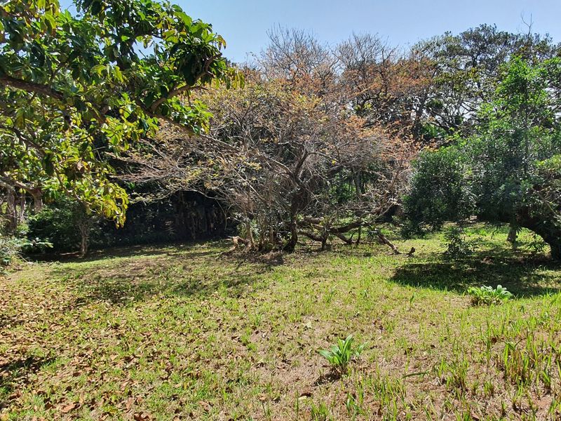 A view of a vacant residential plot featuring established trees and natural grass cover.