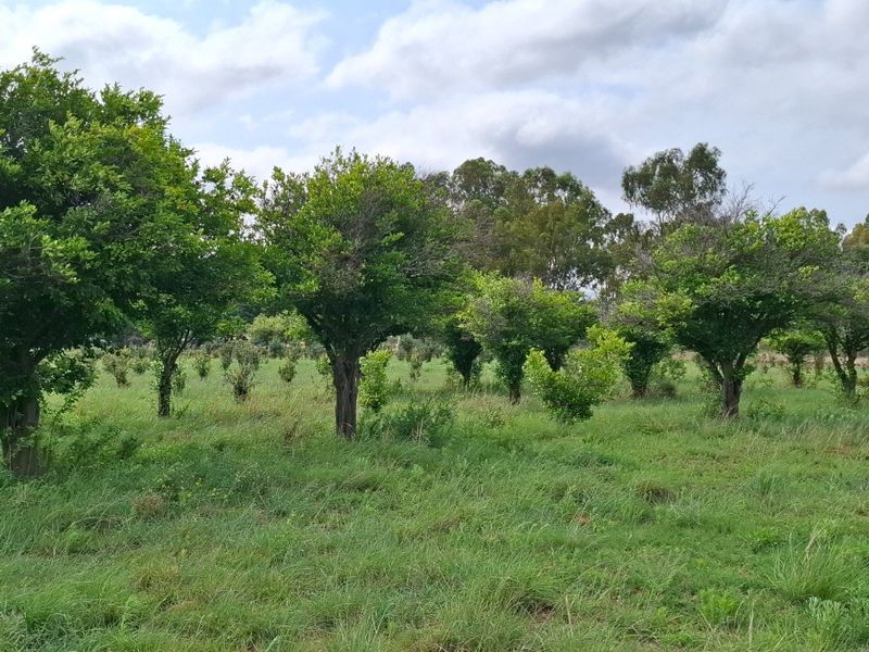 A view of an established orchard featuring rows of mature fruit trees set within a grassy farm landscape.