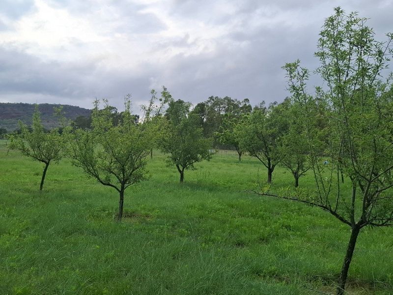 A view of a grassy orchard area on the farm, featuring young fruit trees and distant hill views under a cloudy sky.