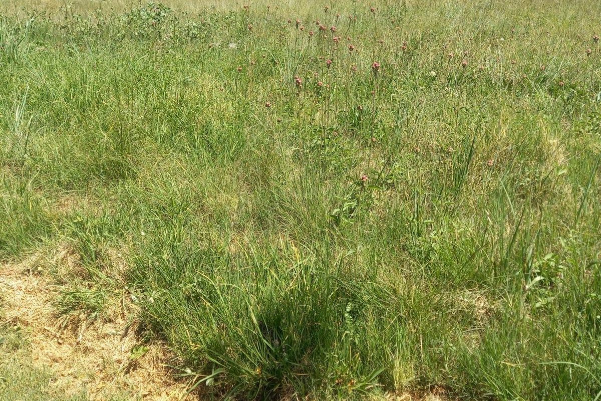 A view of a vacant residential plot featuring overgrown grass and a perimeter boundary wall.