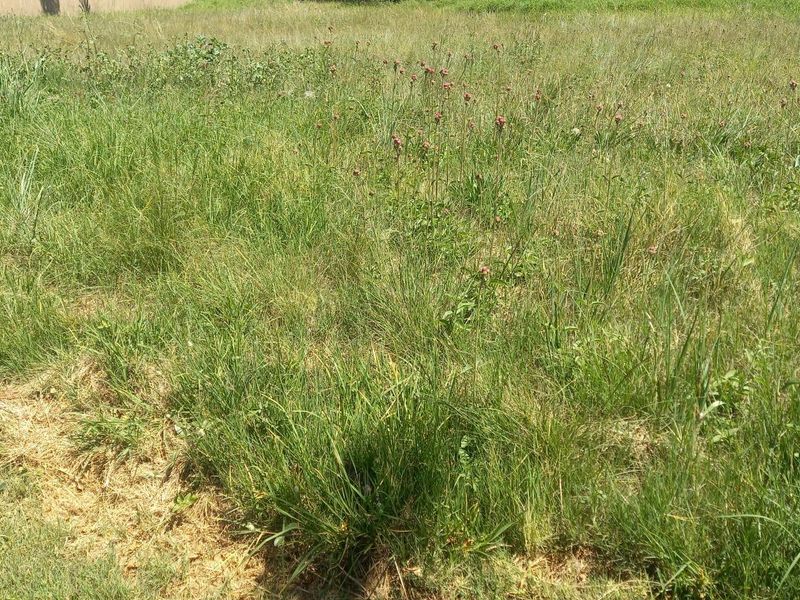 A view of a vacant residential plot featuring overgrown grass and a perimeter boundary wall.