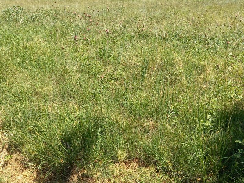 A view of a vacant residential plot featuring overgrown grass and a perimeter boundary wall.