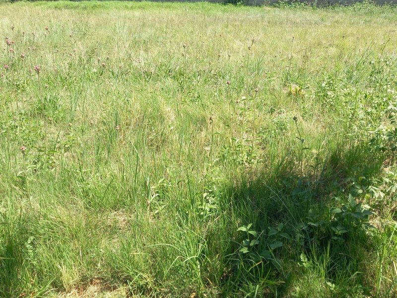 A view of a vacant residential plot featuring overgrown grass and a perimeter boundary wall.