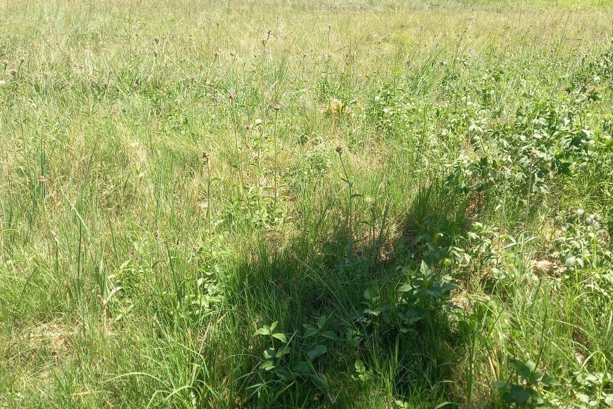 A view of a vacant residential plot featuring overgrown grass and a perimeter boundary wall.
