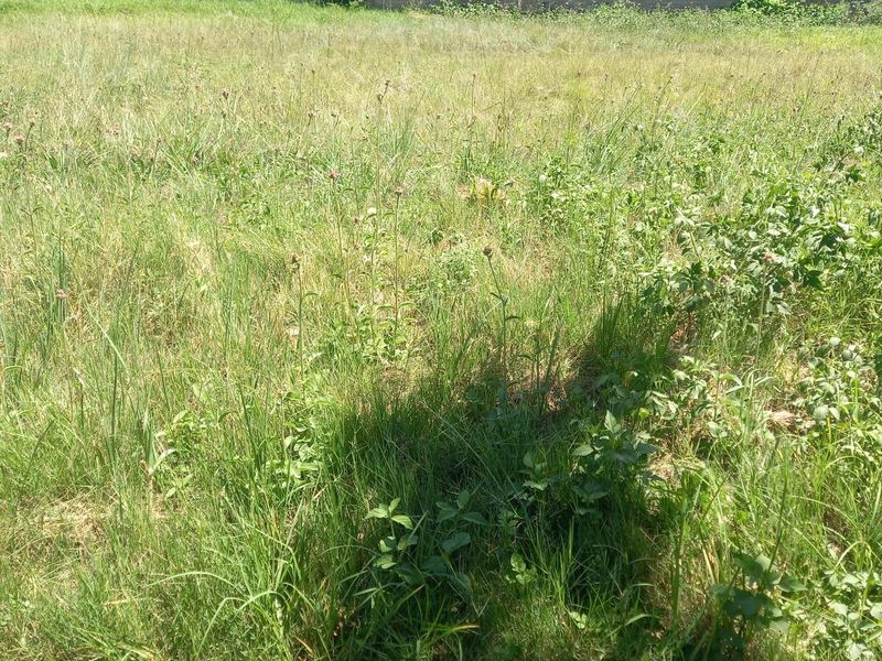 A view of a vacant residential plot featuring overgrown grass and a perimeter boundary wall.
