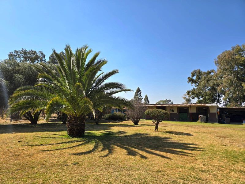 A spacious garden area featuring a large mature palm tree and a view of the property's outbuilding structure.