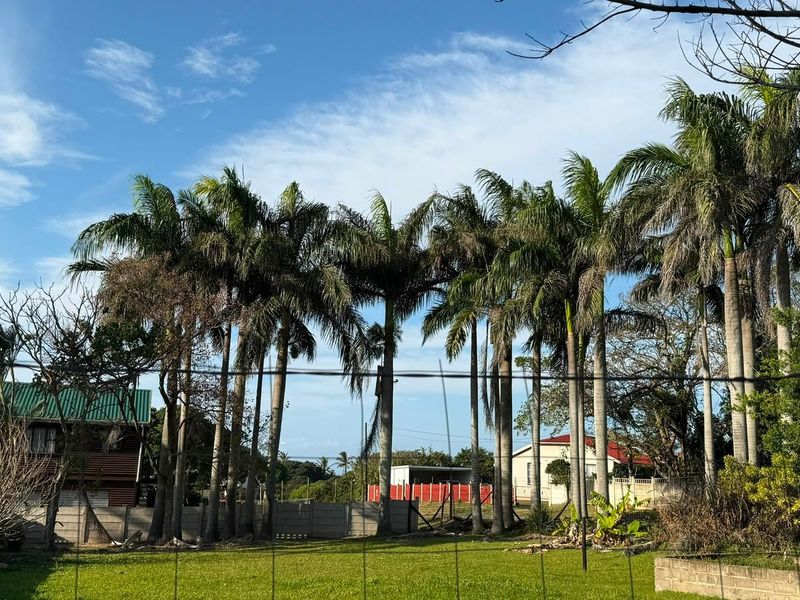 A view of a residential garden featuring mature palm trees, enclosed by a precast concrete wall and wire fencing.