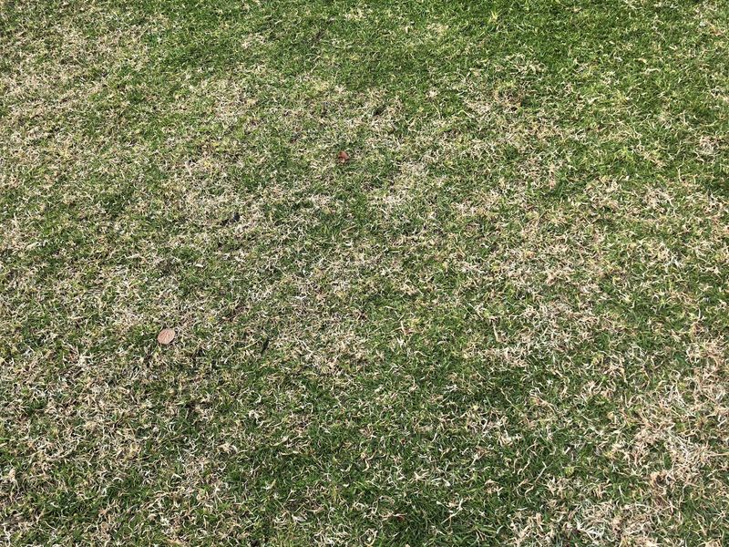 A view of the residential lawn area showing signs of dry and patchy grass.