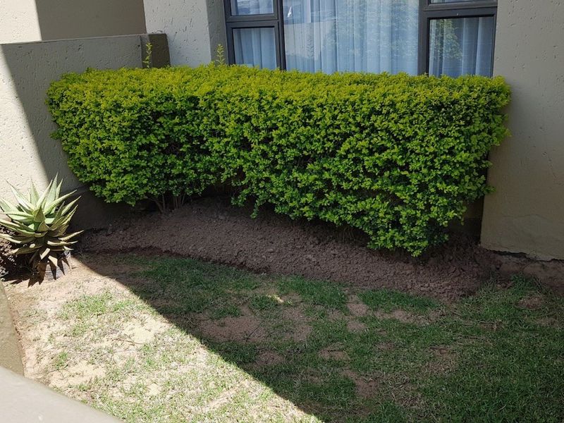 A small garden area featuring a manicured hedge against a plastered exterior wall and aluminium window frame.