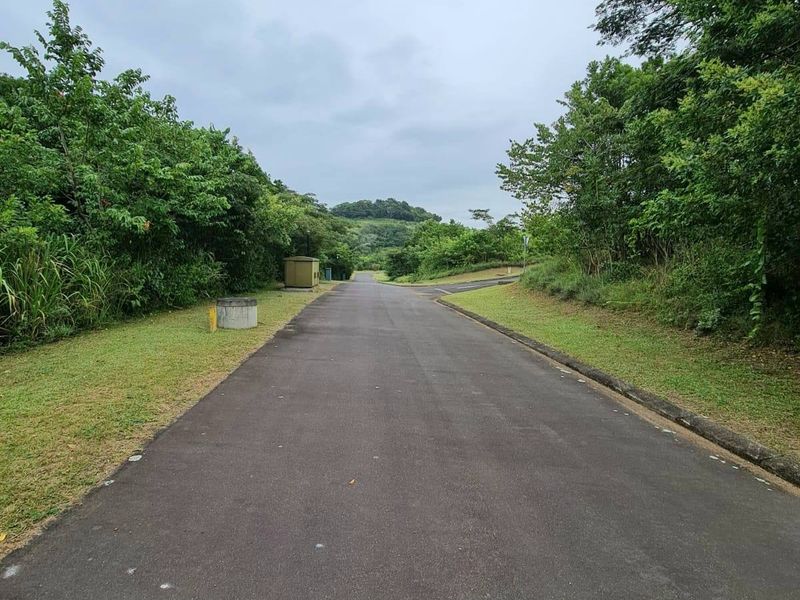 A view of a paved residential street leading into a green, undeveloped landscape with established trees and vegetation.