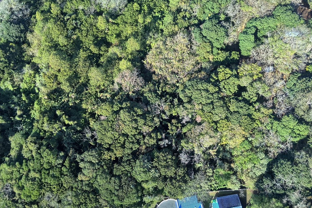 An aerial view of a residential plot featuring dense, mature forest vegetation and tree cover.