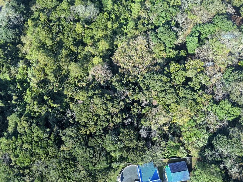 An aerial view of a residential plot featuring dense, mature forest vegetation and tree cover.