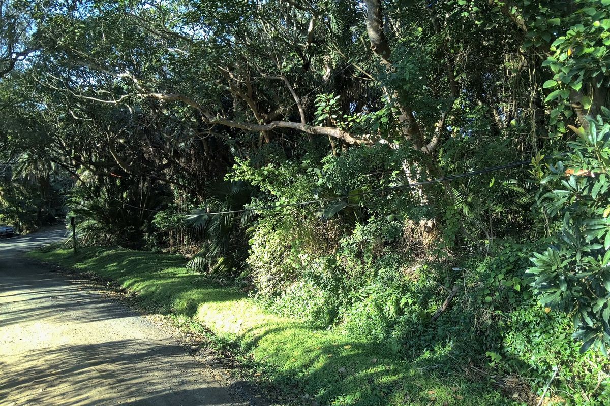 A view of the unpaved street frontage and dense natural vegetation bordering the vacant residential land.
