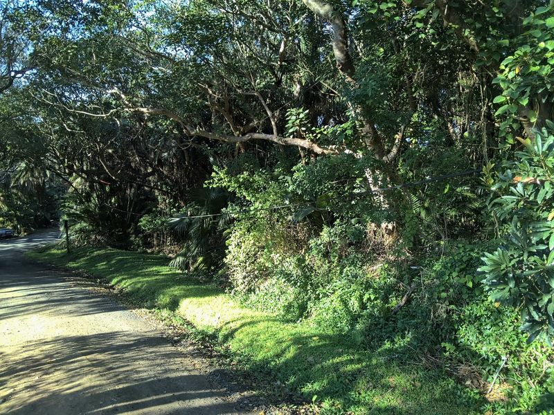 A view of the unpaved street frontage and dense natural vegetation bordering the vacant residential land.
