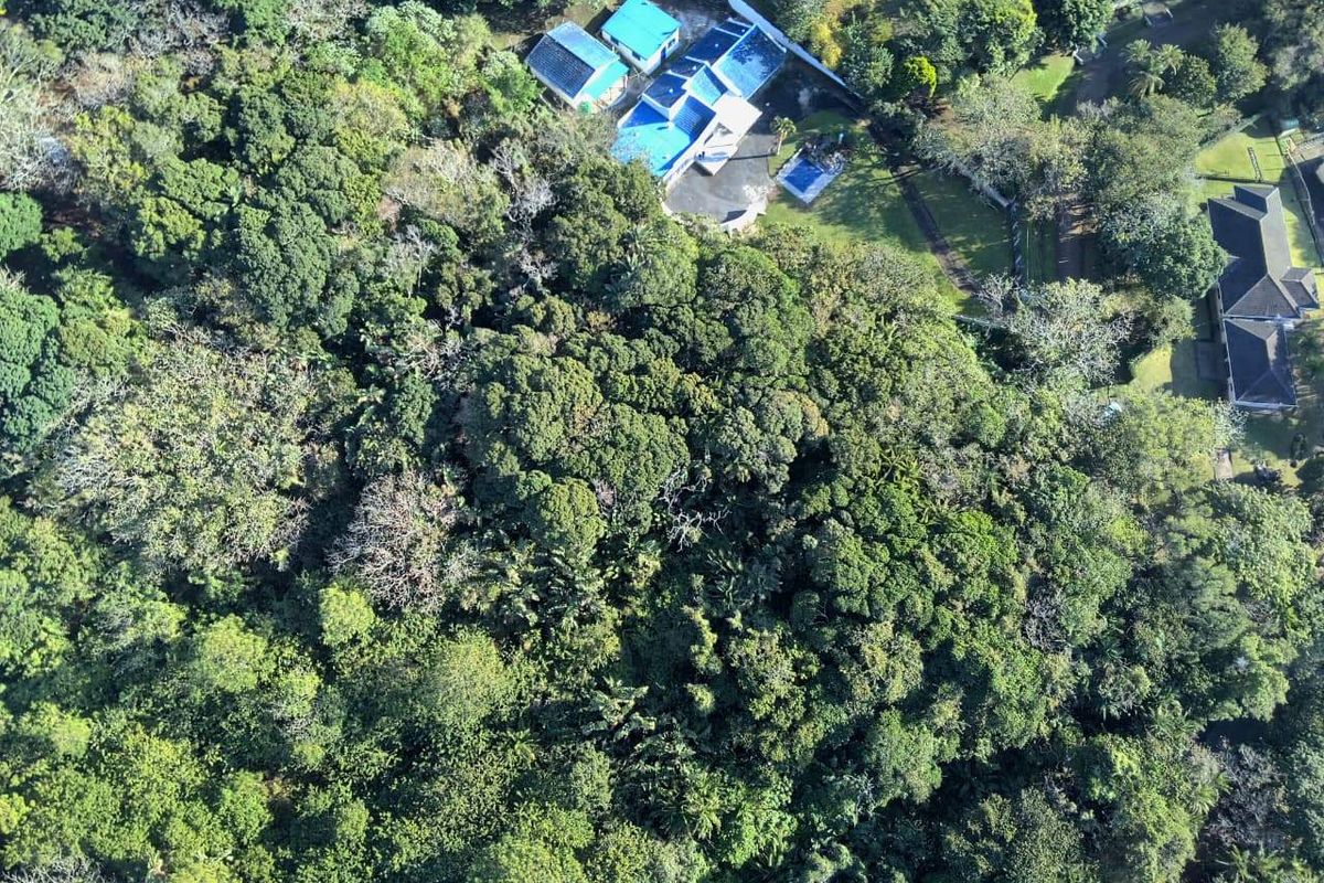 An aerial view of a residential plot featuring dense, mature vegetation and established tree cover, providing a natural and secluded setting.