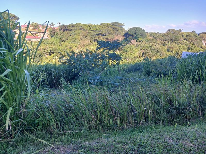 A view of the sloped, undeveloped residential land featuring dense natural vegetation and surrounding greenery.