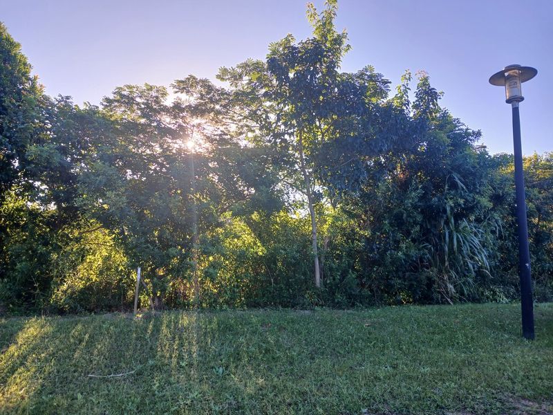 A view of a well-maintained lawn area featuring mature trees and a functional street light fixture.