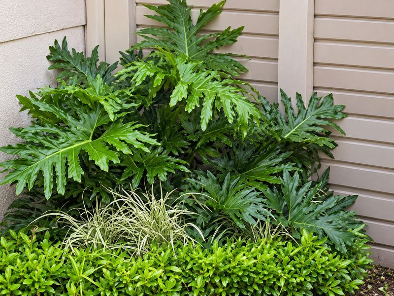 A well-maintained garden bed featuring lush philodendron and ornamental grasses set against a clean exterior wall and siding.