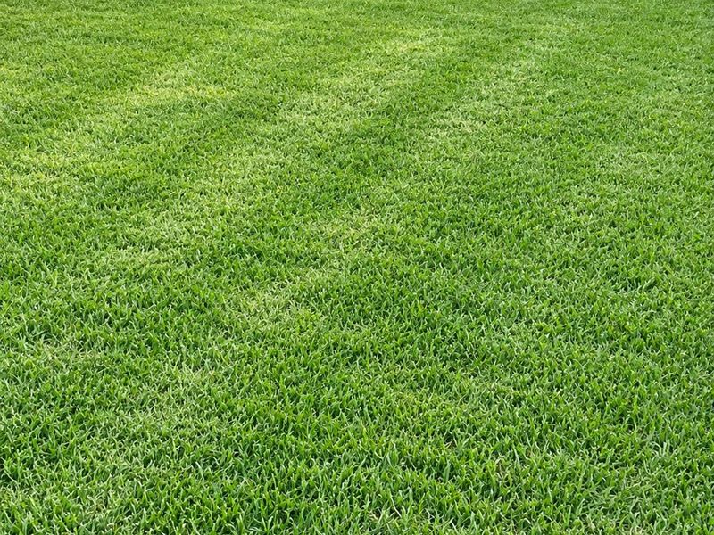 A well-maintained green lawn area featuring neat landscaping and horizontal exterior wall siding.