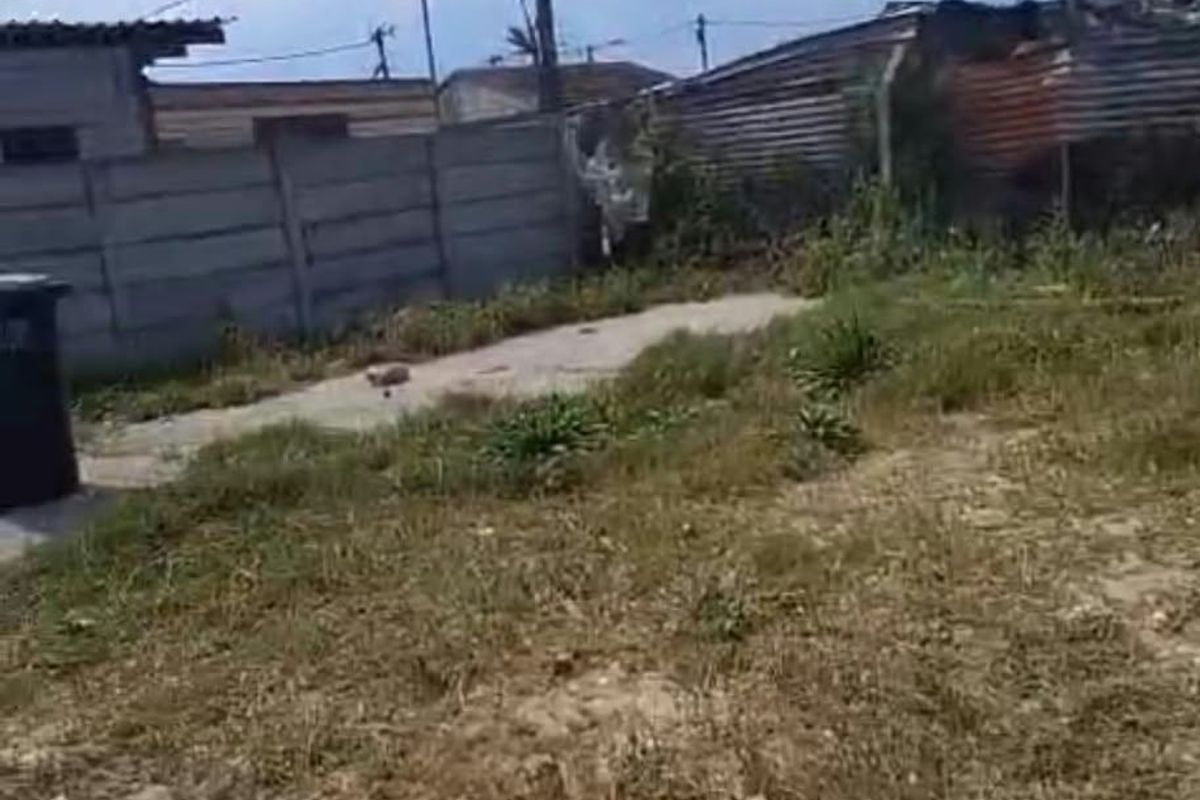A view of the rear yard area featuring a precast concrete boundary wall, corrugated metal fencing, and an unpaved, overgrown ground surface.
