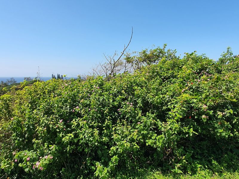 A view of the coastal landscape featuring dense natural vegetation and a clear horizon line.