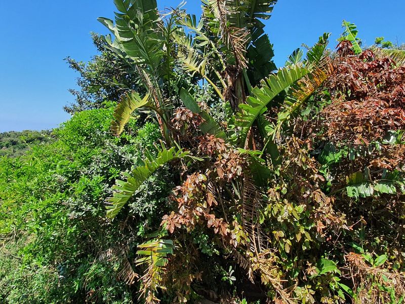 A view of dense, mature vegetation and indigenous trees on the residential land plot.
