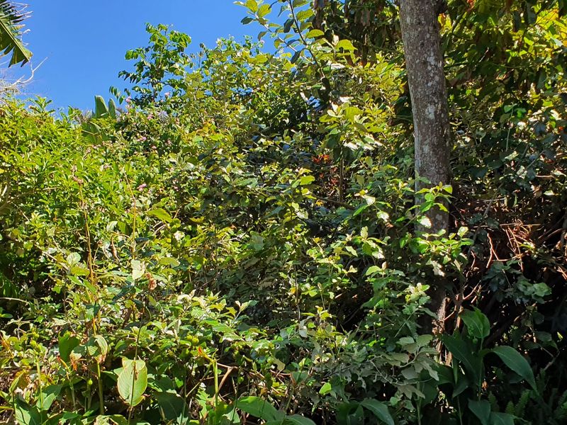 A view of dense, mature vegetation and trees on the residential land plot.