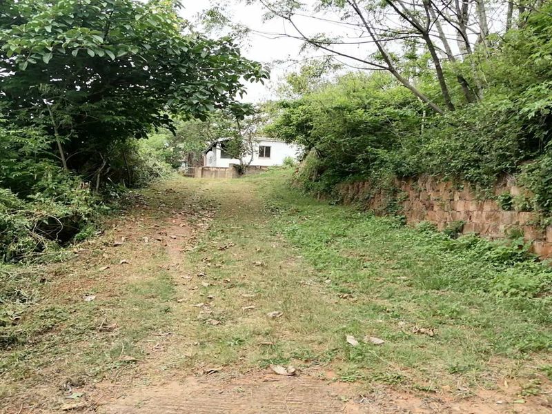 A view of the property approach featuring an unpaved driveway flanked by a stone retaining wall and dense overgrown vegetation.