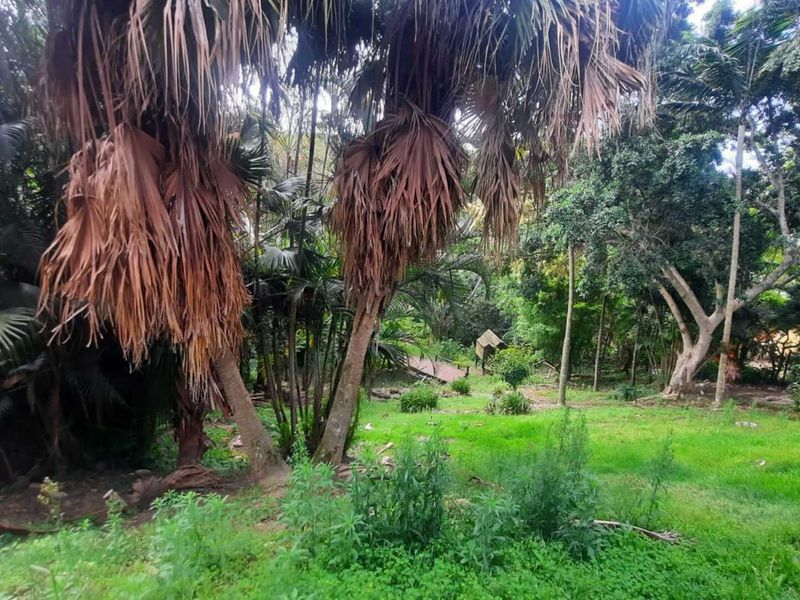 A large, natural garden area featuring mature trees and established lawn, requiring maintenance and landscaping to improve its overall appearance.