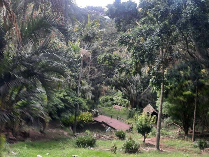 A lush, mature garden featuring established trees and a wooden footbridge, offering a natural and serene outdoor setting.
