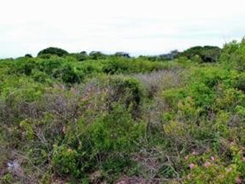 A view of a vacant residential plot covered in dense, natural vegetation and native shrubbery.