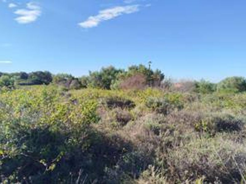 A view of the vacant residential land featuring natural vegetation and shrubbery under a clear blue sky.