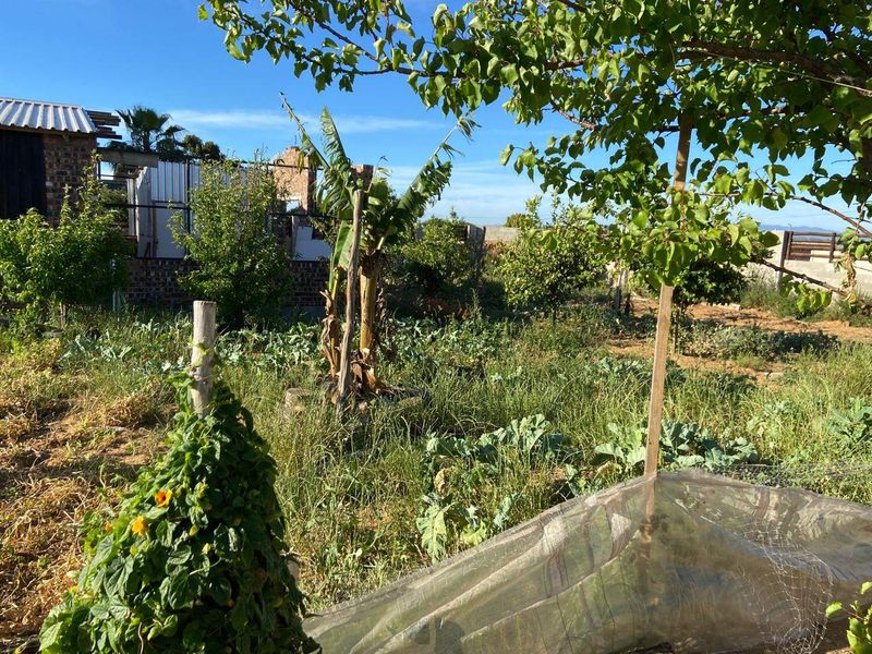 A residential garden area featuring established fruit trees, a vegetable patch, and perimeter fencing, currently requiring maintenance and clearing.