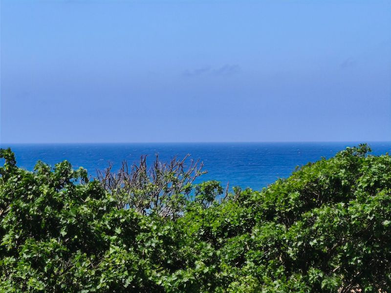 A clear, scenic view of the ocean horizon framed by lush green foliage.